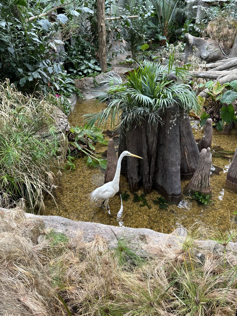 The Swamp- Great Egret