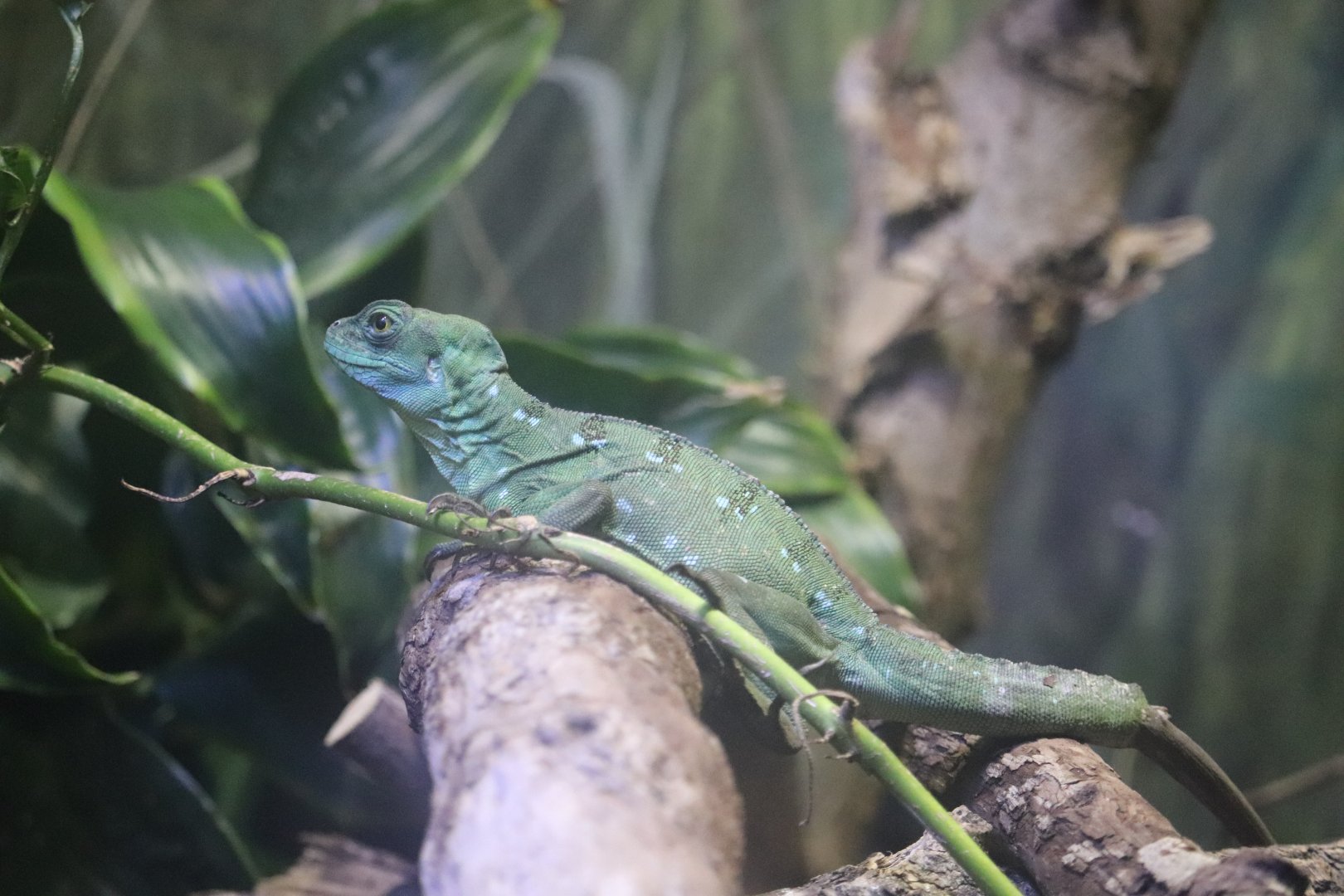 The Swamp - Green Crested Basilisk
