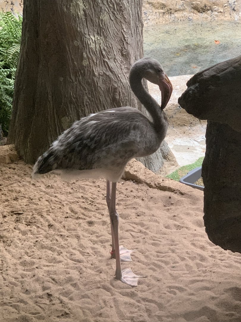 The Swamp - Juvenile American flamingo