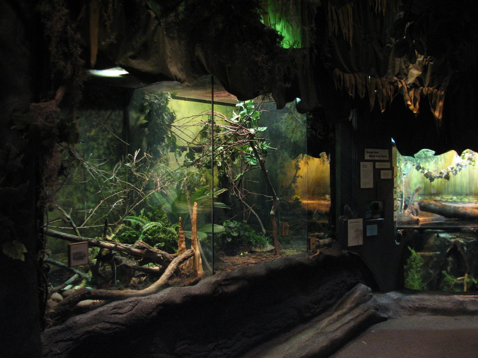The Swamp - Least Shrew, Rough Green Snake, and Indigo Snake Exhibits