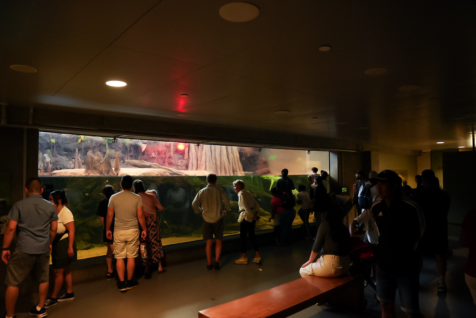 'The Swamp' Main Tank (underwater viewing)