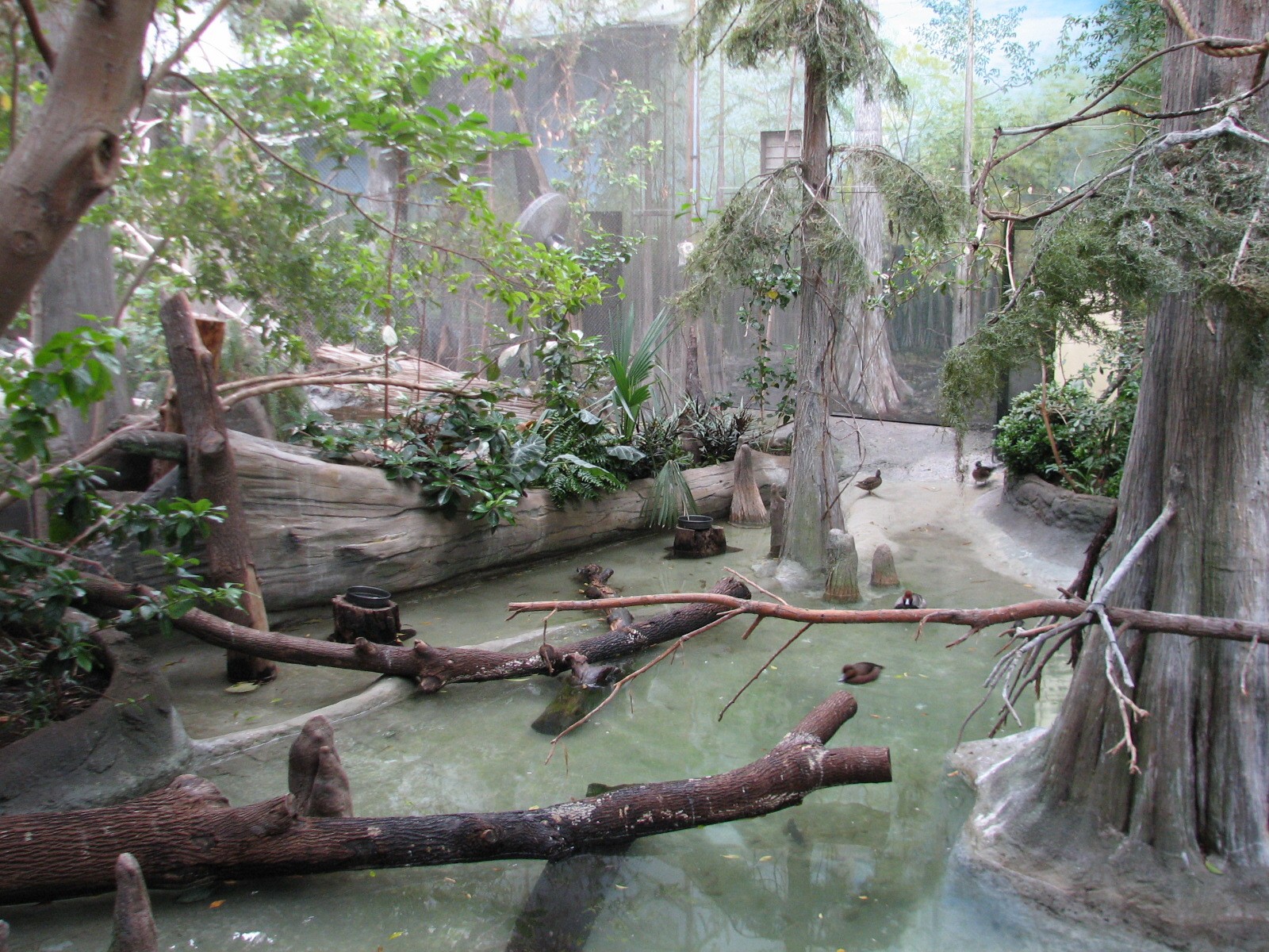 The Swamp - Mixed-species Bird Exhibit