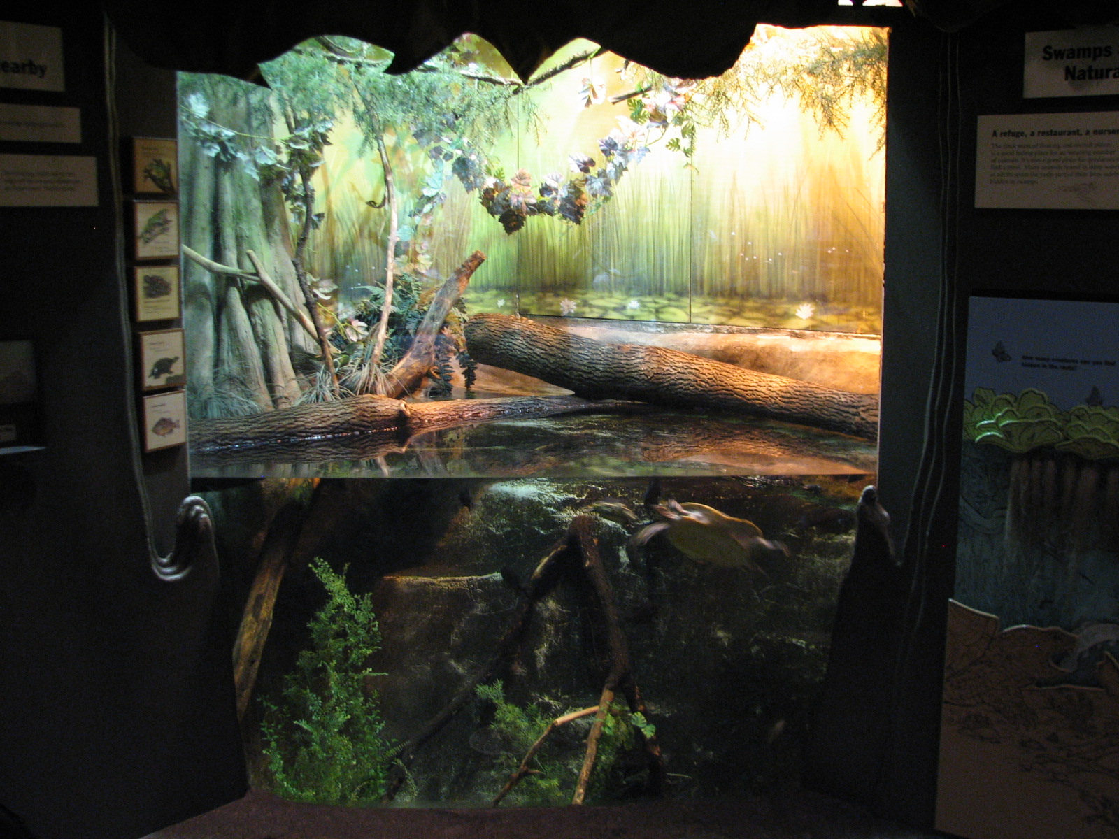 The Swamp - Mixed-species Reptile Exhibit