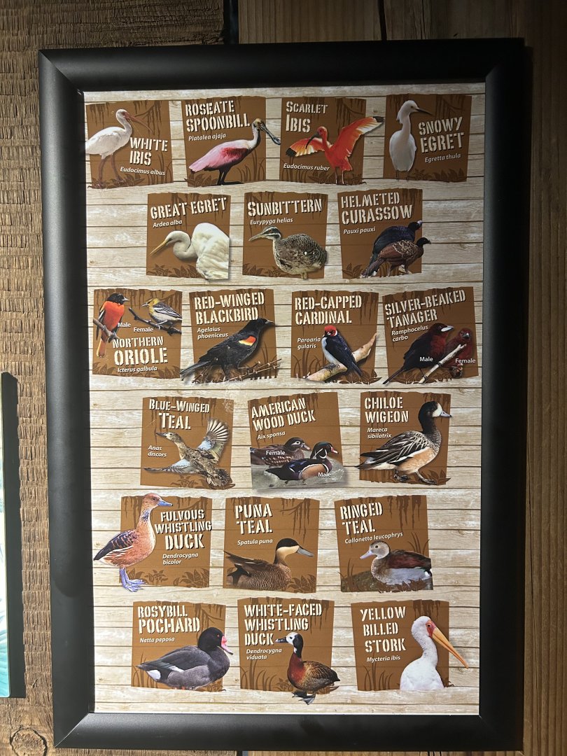 The Swamp- new sign for the main aviary.