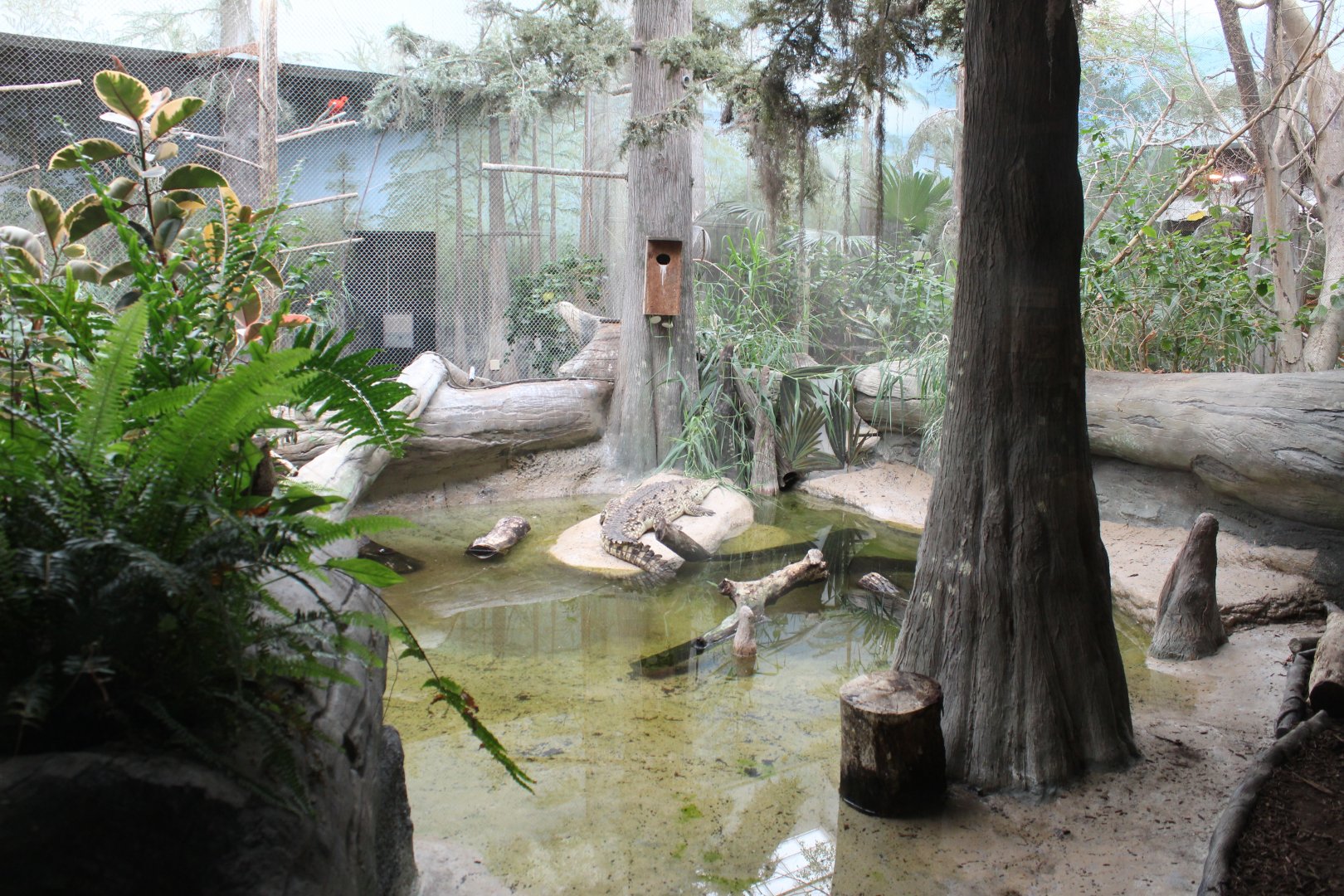 The Swamp - Orinoco Crocodile Exhibit