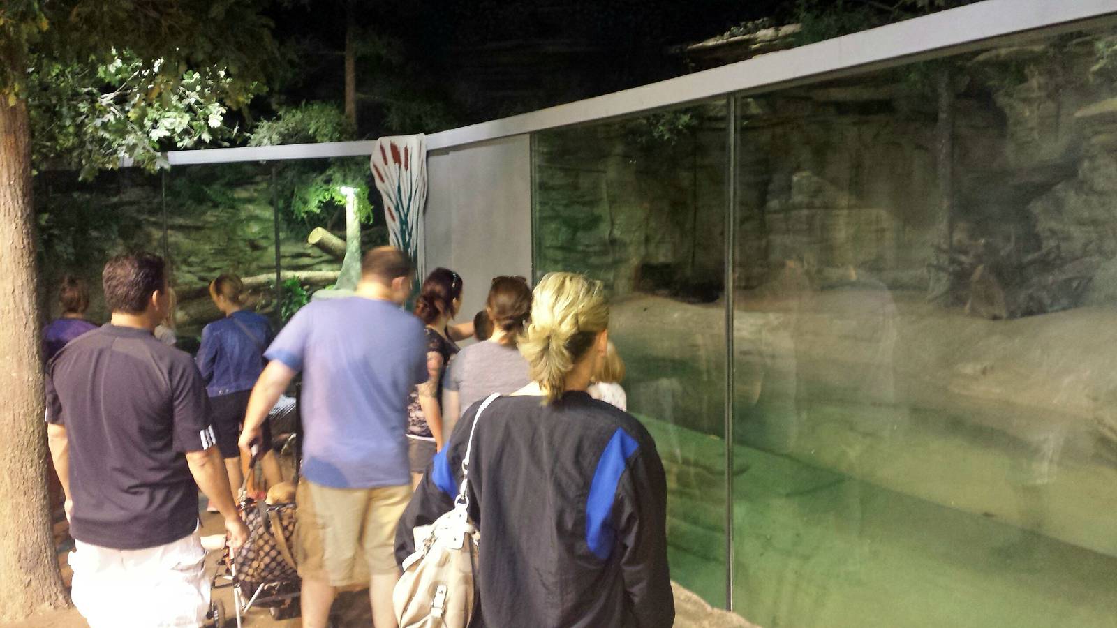 The Swamp - Otter + Snapping Turtle Exhibits