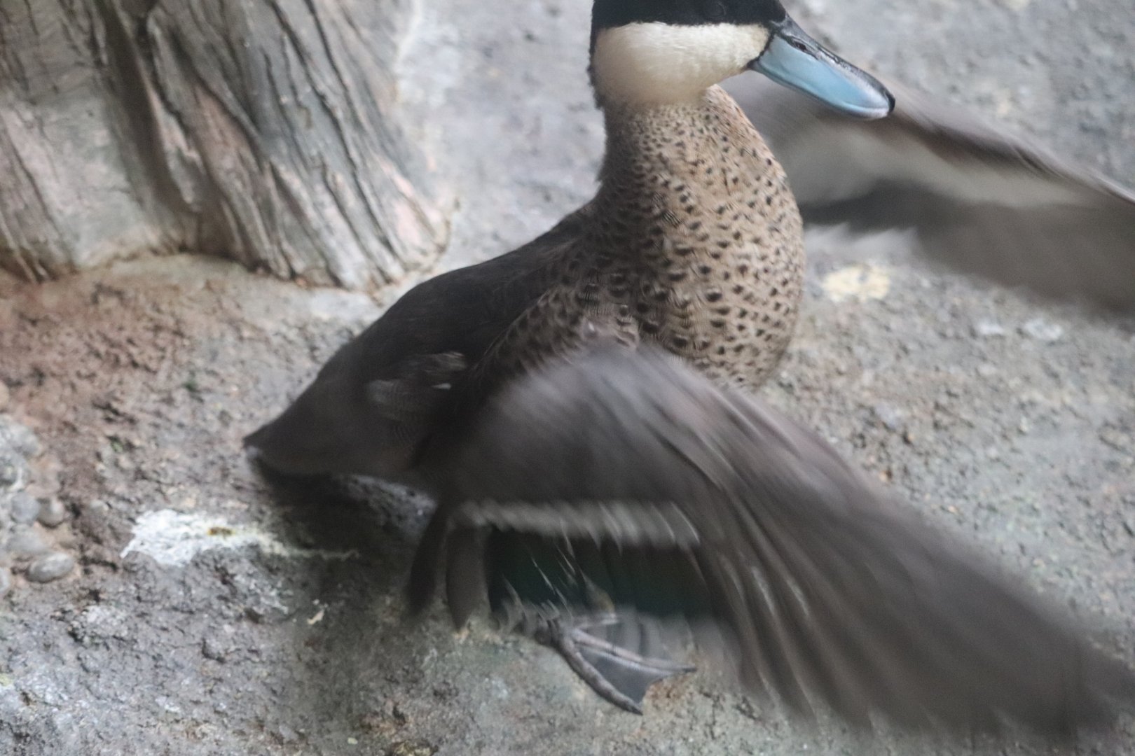 The Swamp - Puna Teal