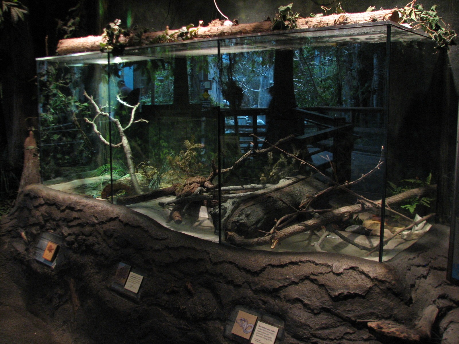 The Swamp - Red-bellied Water Snake, Cottonmouth, and Eastern Box Turtle Ex