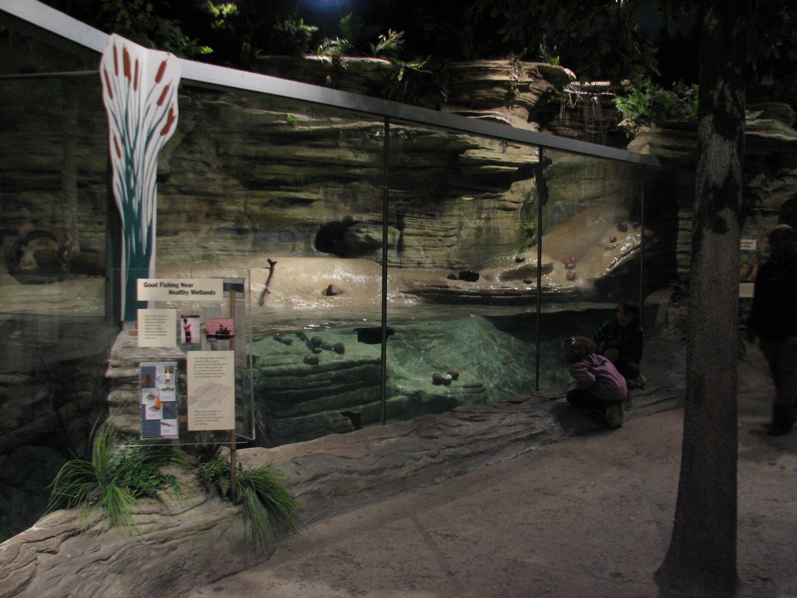 The Swamp - River Otter Exhibit