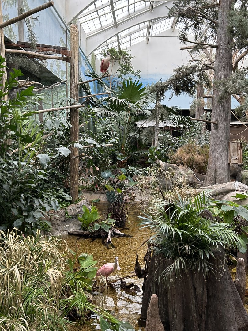 The Swamp- Roseate Spoonbills