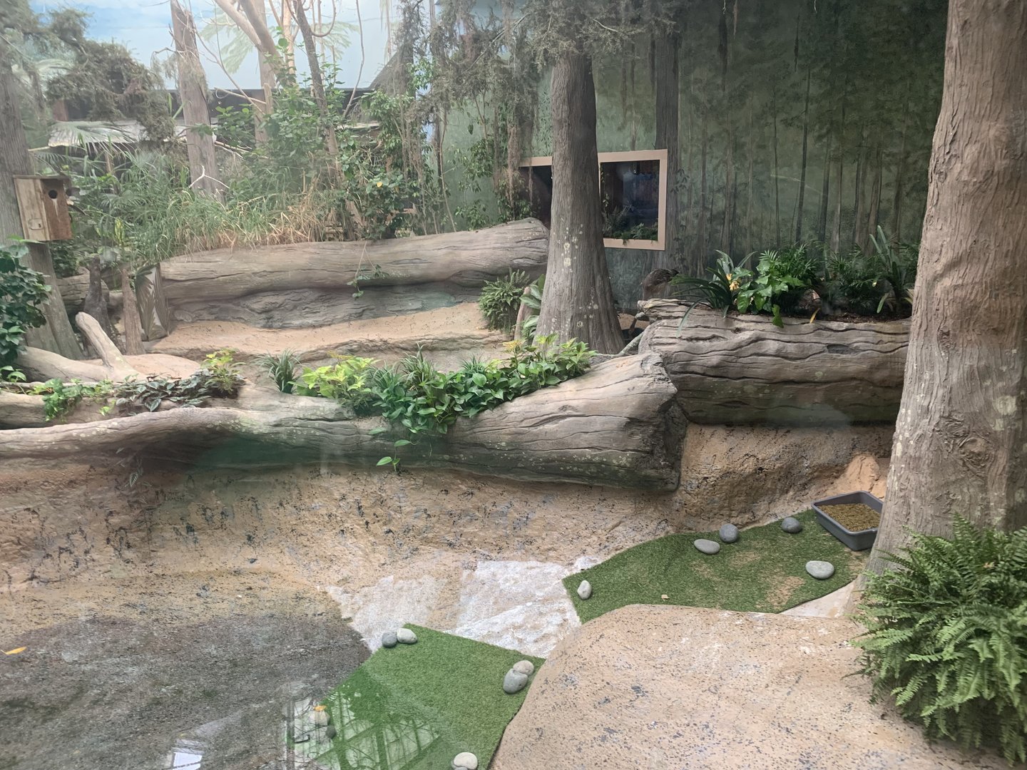 The Swamp - Rosybird pochard and American flamingo exhibit