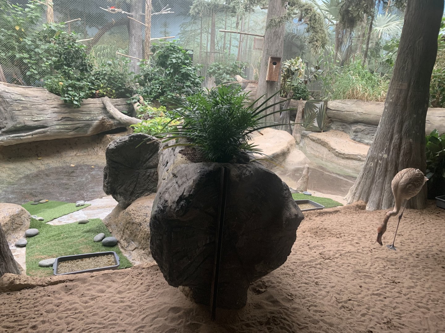 The Swamp - Rosybird pochard and American flamingo exhibit
