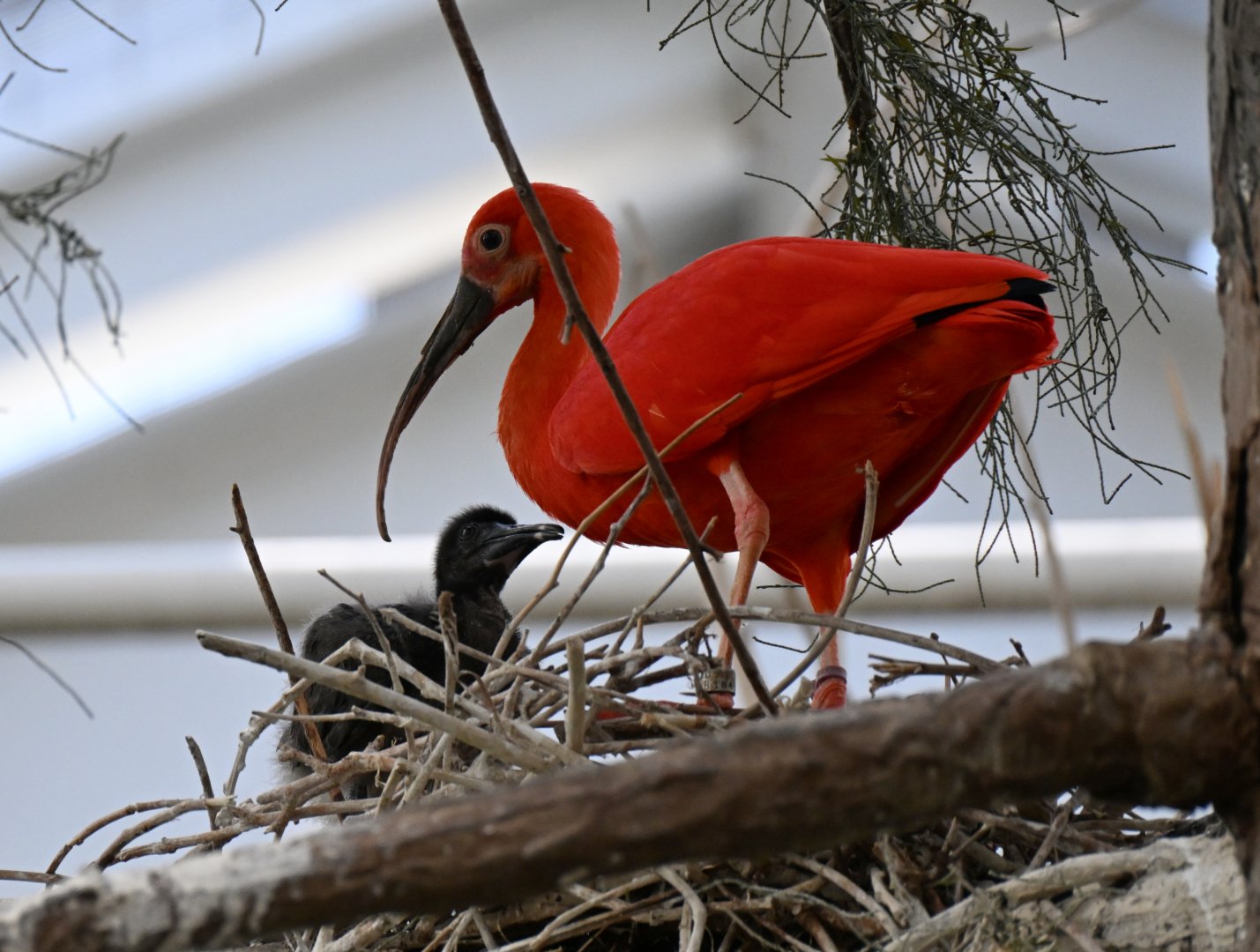 The Swamp - Scarlet ibis and chick