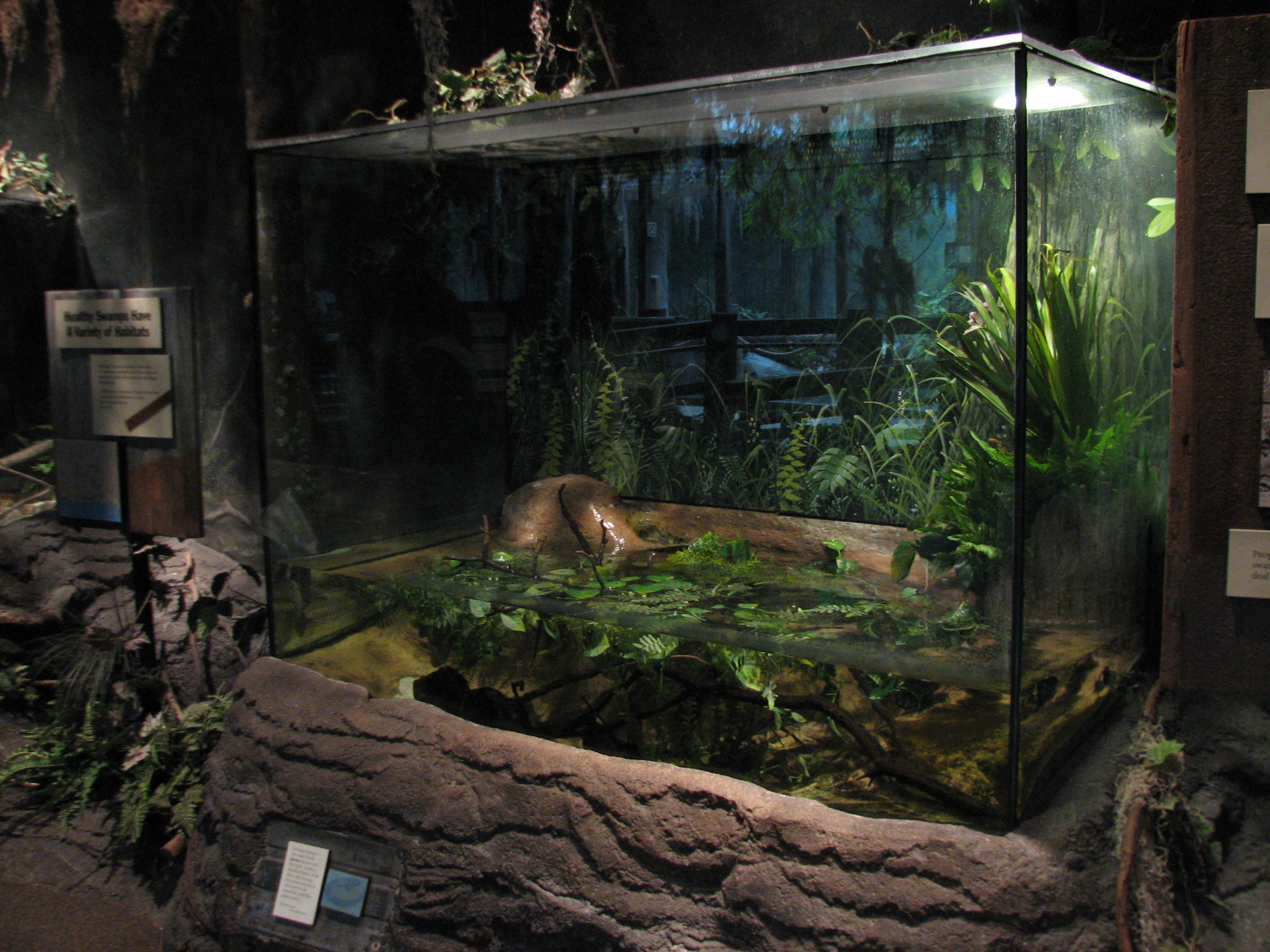 The Swamp - Siren Exhibit