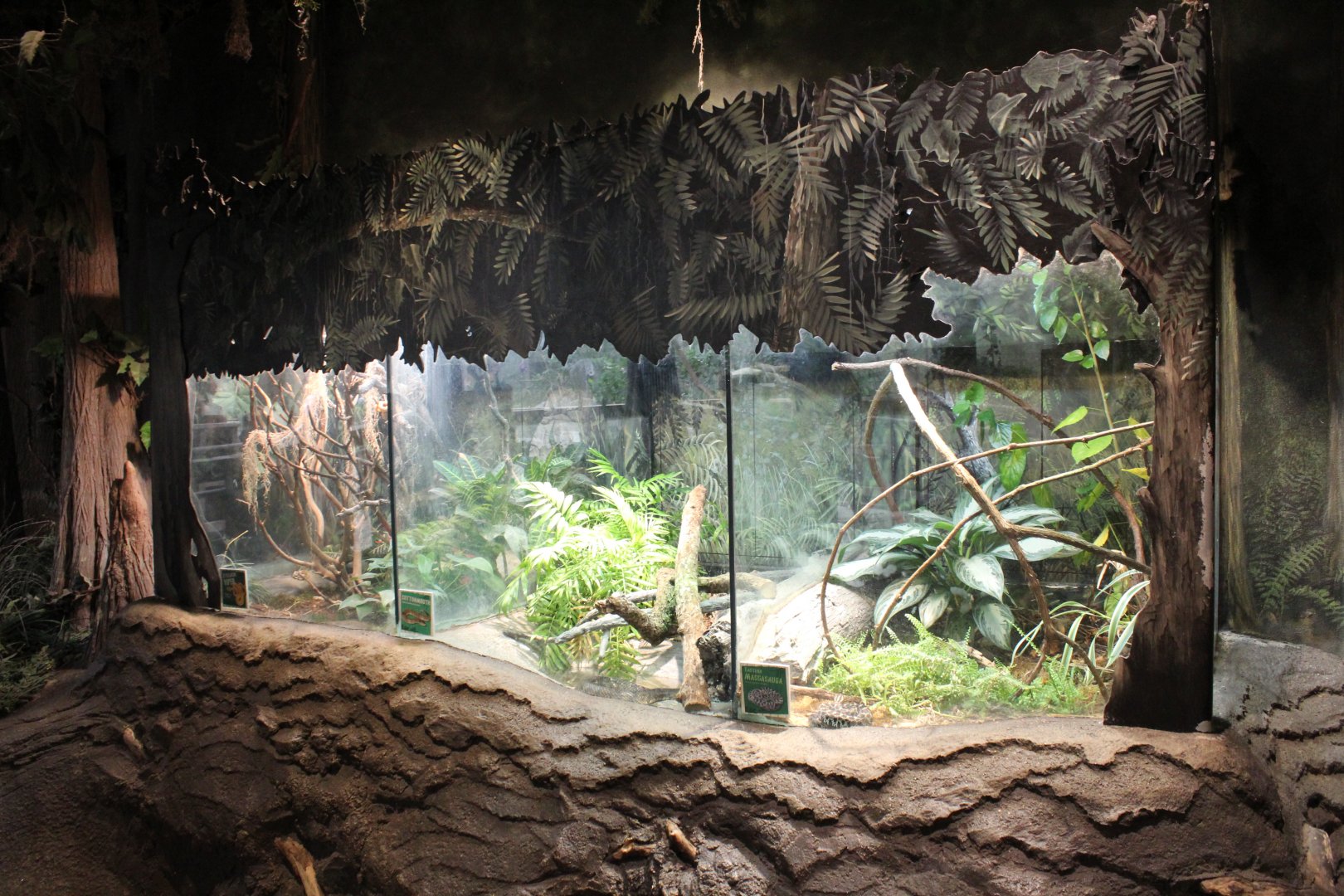 The Swamp - Snake Terraiums (Eastern Massasauga, Eastern Cottonmouth, Eyelash Viper)