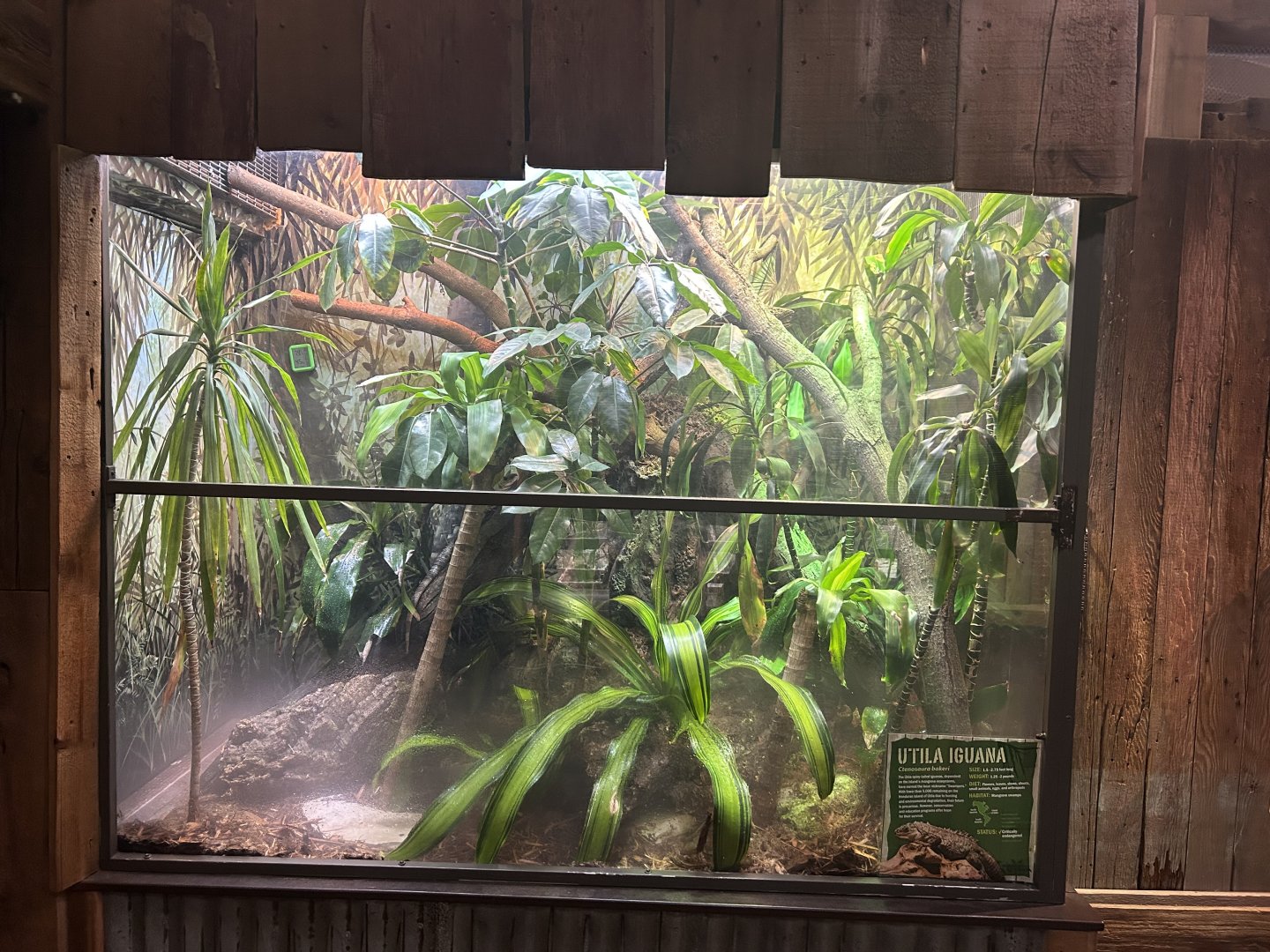 The Swamp- Utila Igunana