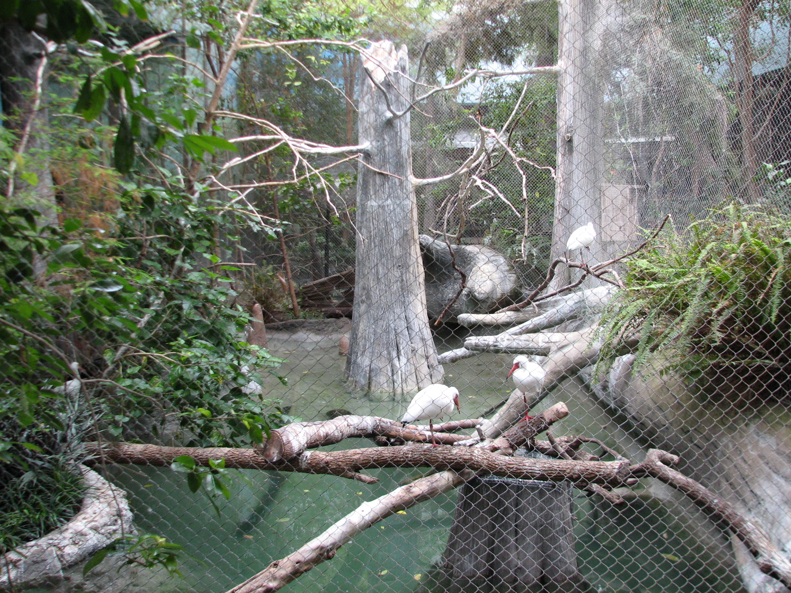 The Swamp - White Ibis and Double-crested Cormorant Exhibit
