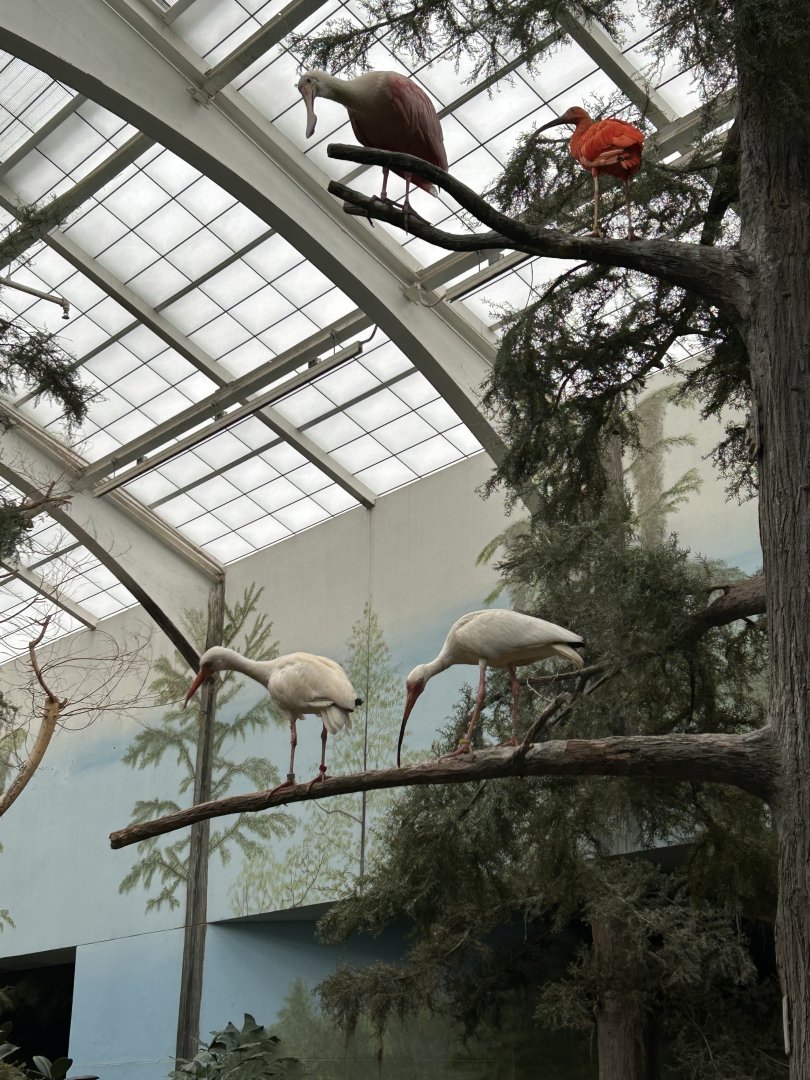 The Swamp- White Ibis, Scarlet Ibis, and Roseate Spoonbill