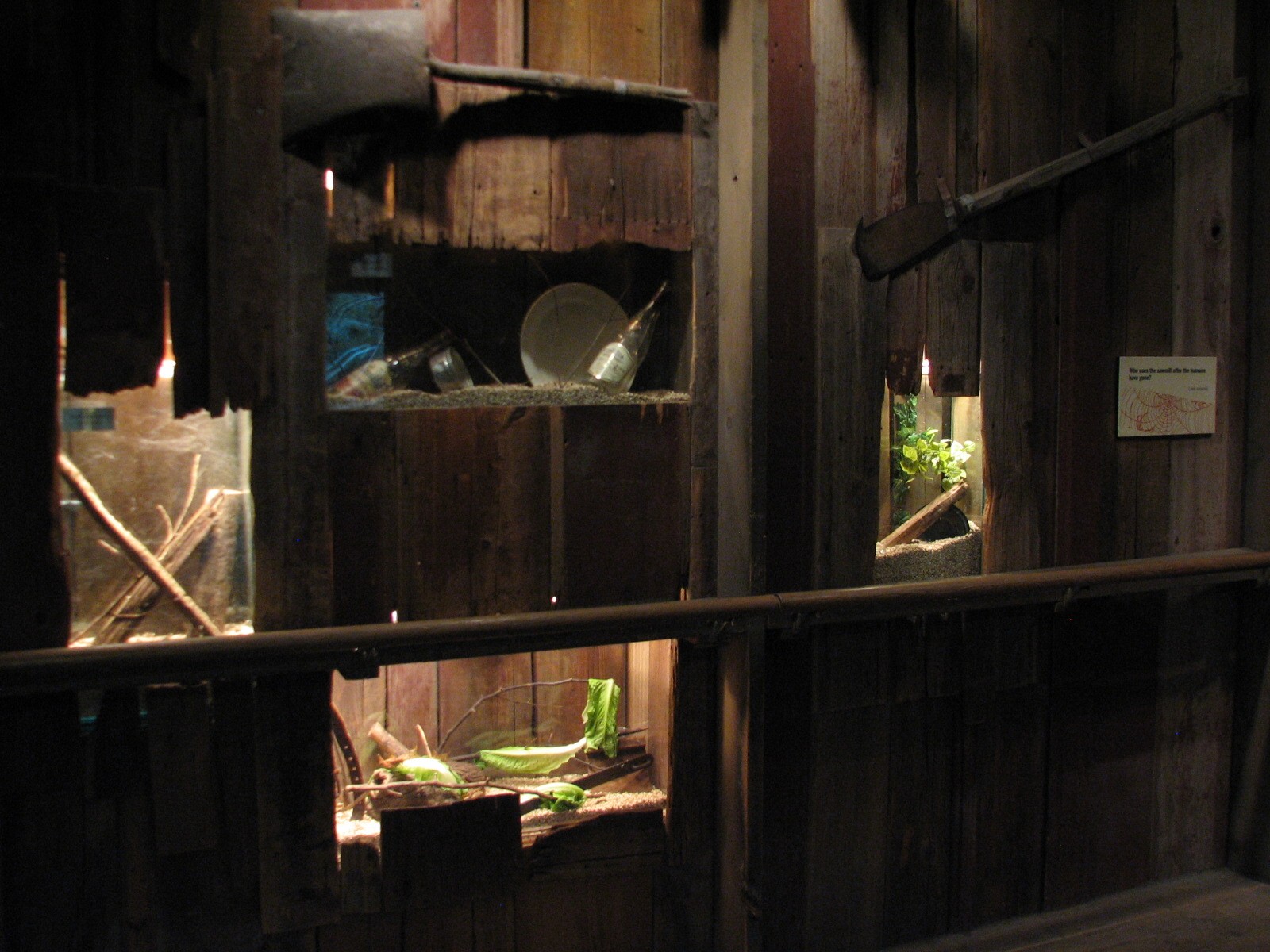 The Swamp - Wolf Spider, Black Widow, and Lubber Grasshopper Exhibits