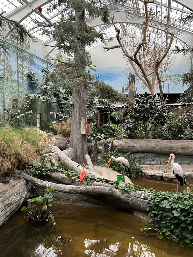 The Swamp- Yellow-billed Stork & Scarlet Ibis