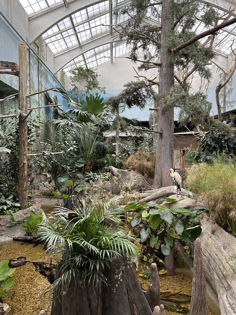 The Swamp- Yellow-billed Stork