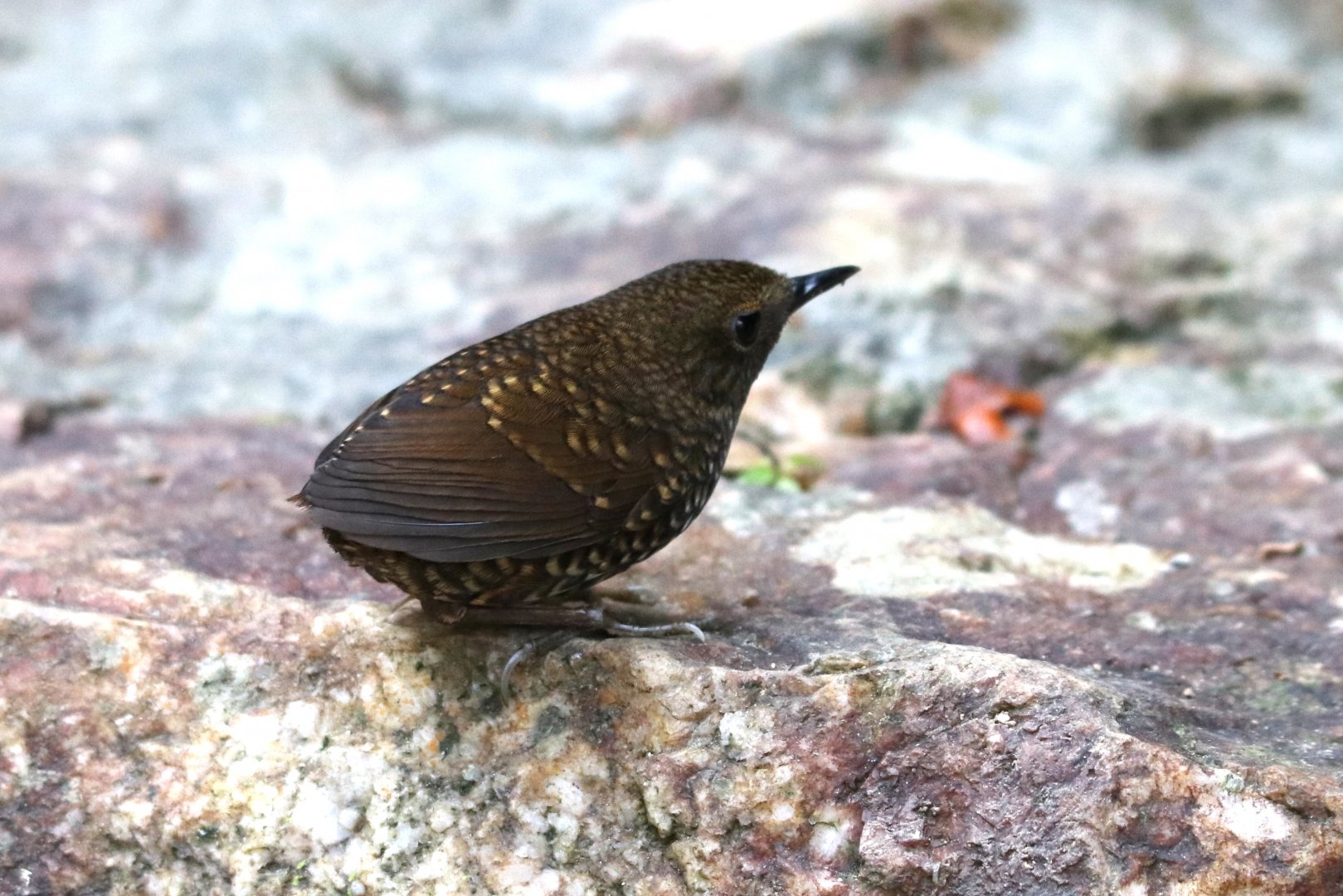 The Tail-less Pygmy Cupwing