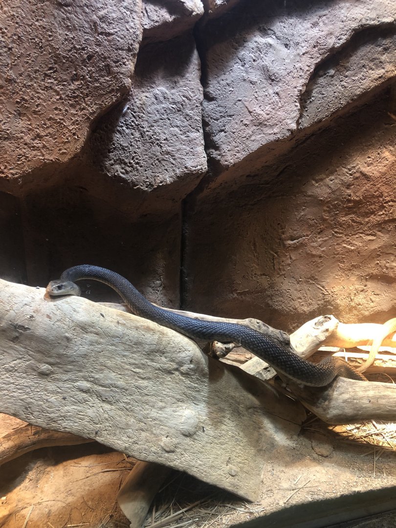 The taipan is the most venomous snake in the world