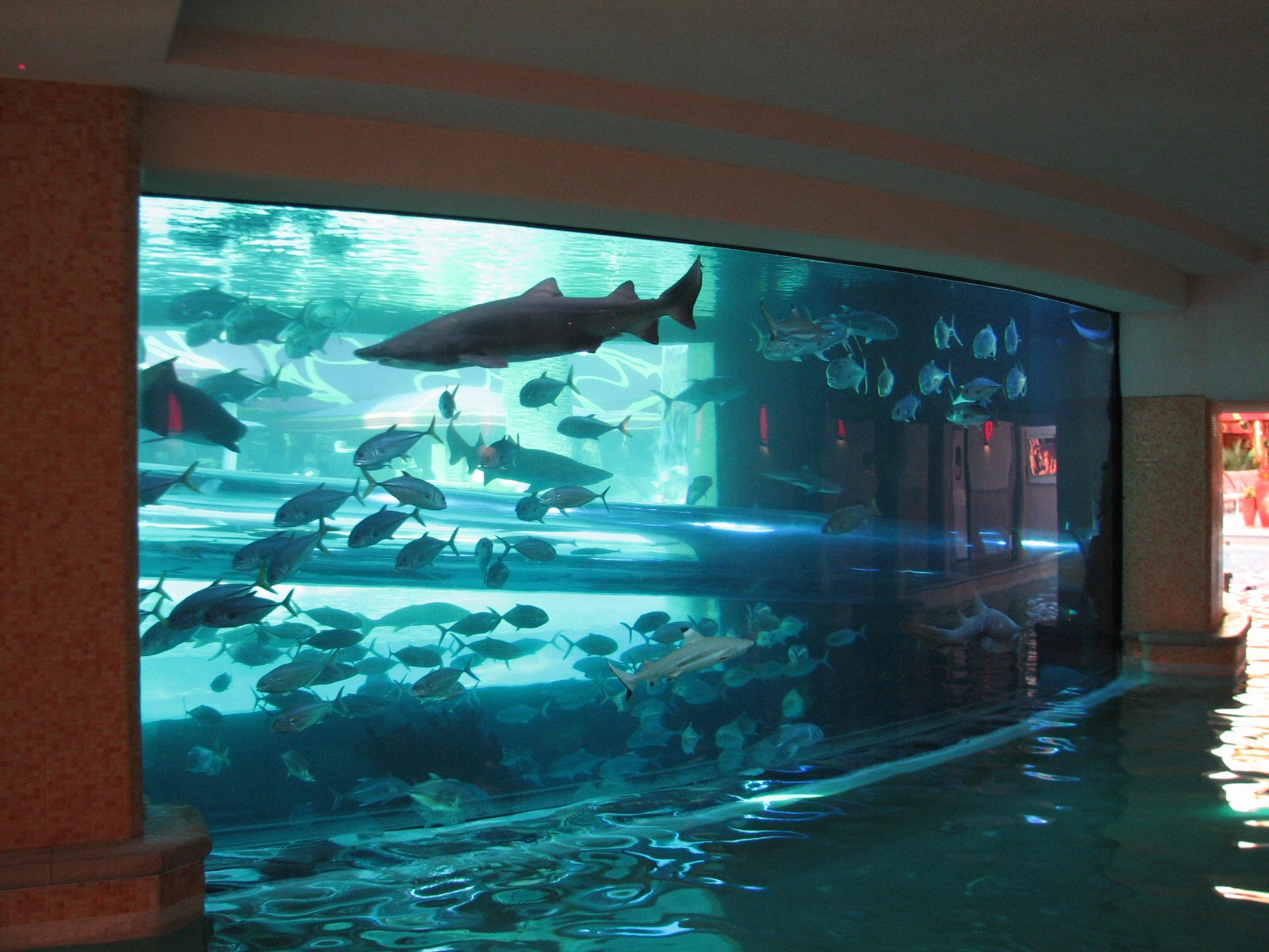 The Tank at Golden Nugget Hotel Casino in Las Vegas - Backside of Aquarium