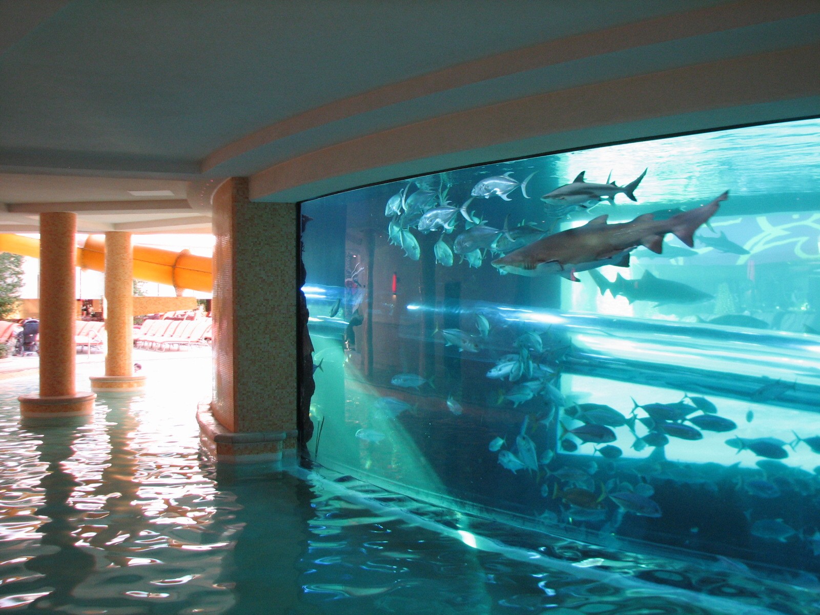 The Tank at Golden Nugget Hotel Casino in Las Vegas - Backside of Aquarium