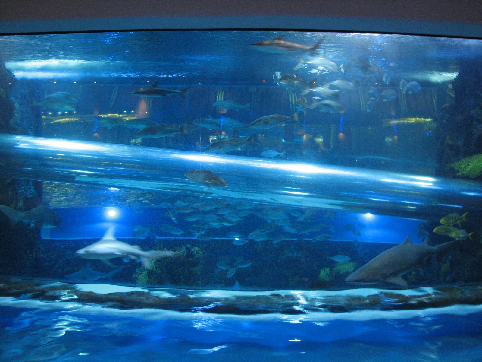 The Tank at Golden Nugget Hotel Casino in Las Vegas - Night view