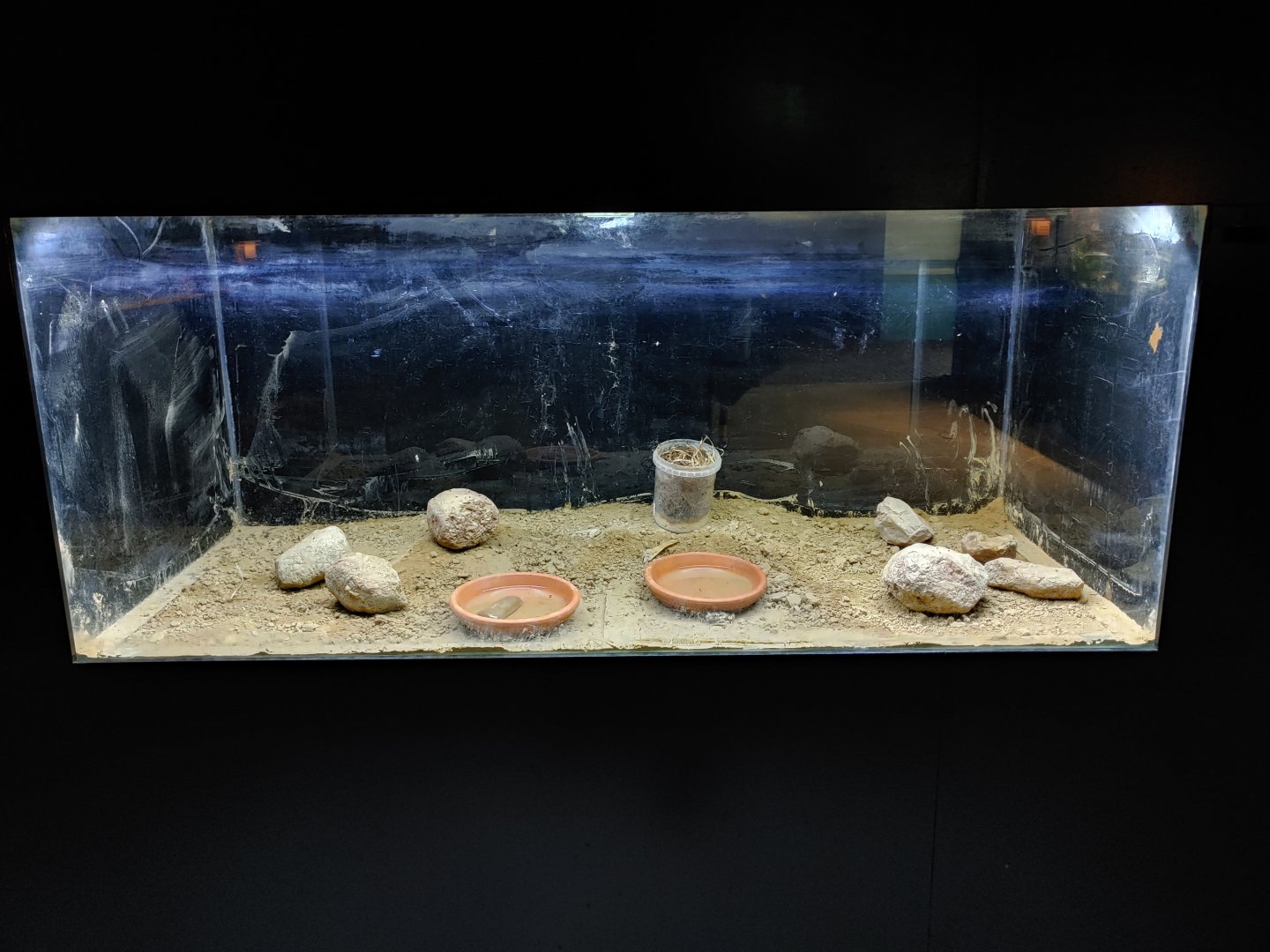 The tank that alternately displays the young of the species shown in this room.