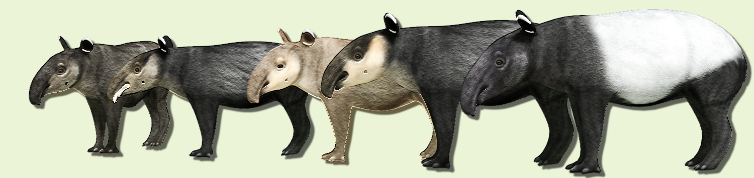 The tapirs