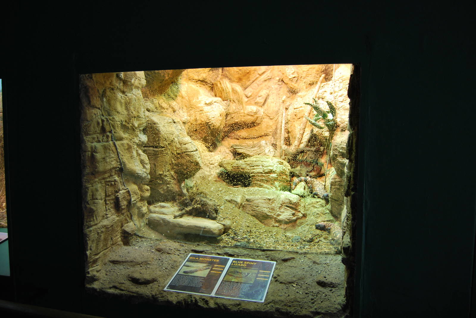 The terrarium of the Gila Monster