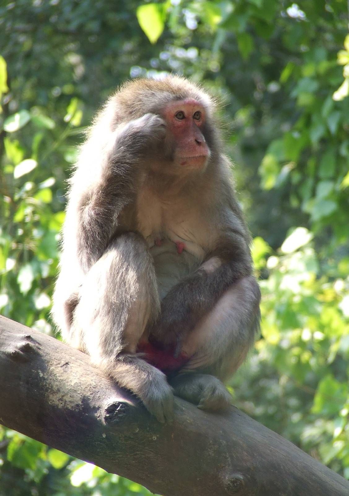 "The Thinker" @ Abony Zoo, Hungary