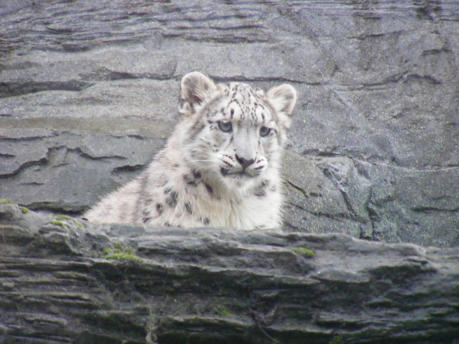 The third snow leopard cub at Marwell Wildlife, 30 October 2011