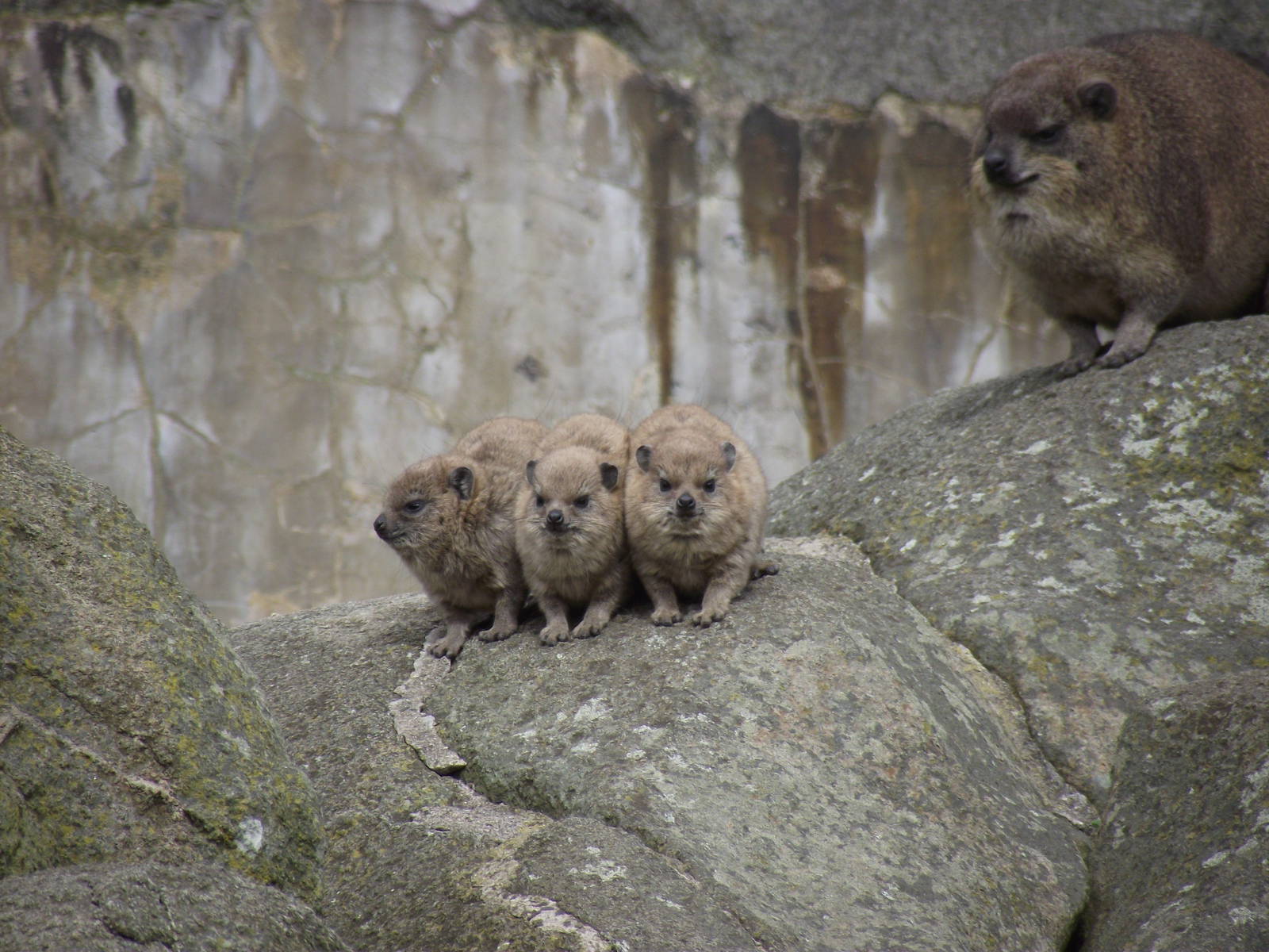 The three baby rock hyrax