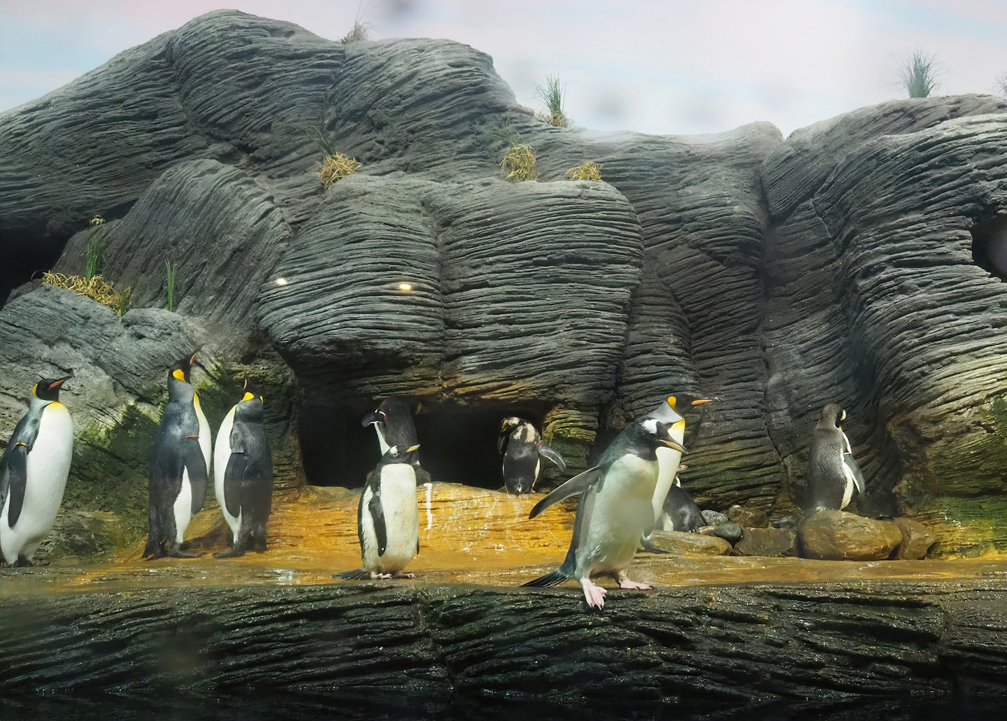 The three penguin species in Vriesland in one photo, 2022-07-10
