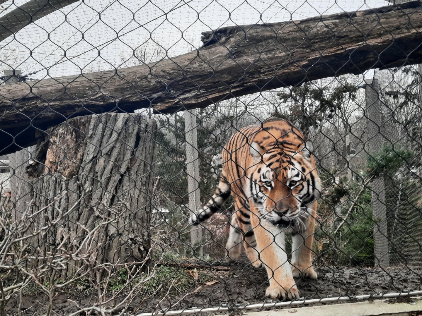 The Tiger Approaches