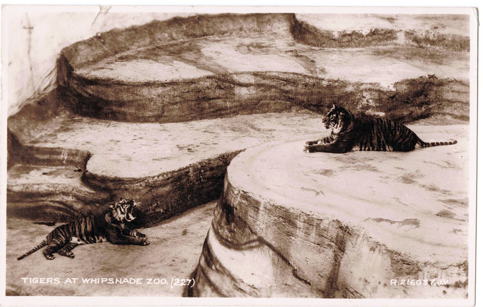 The Tiger Pit @ Whipsnade, circa 1930s