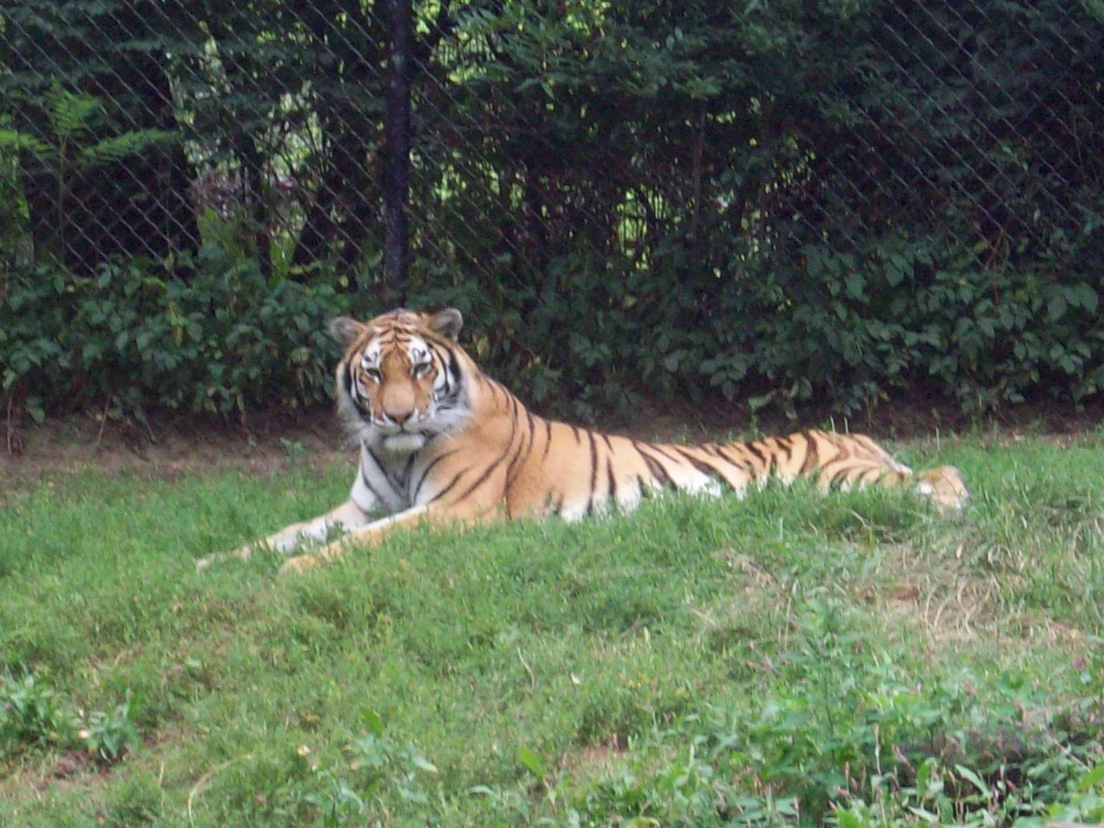 The tiger stops pacing.