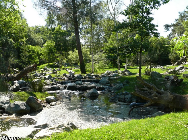 The Tigers Taiga - Zoo de la Flèche