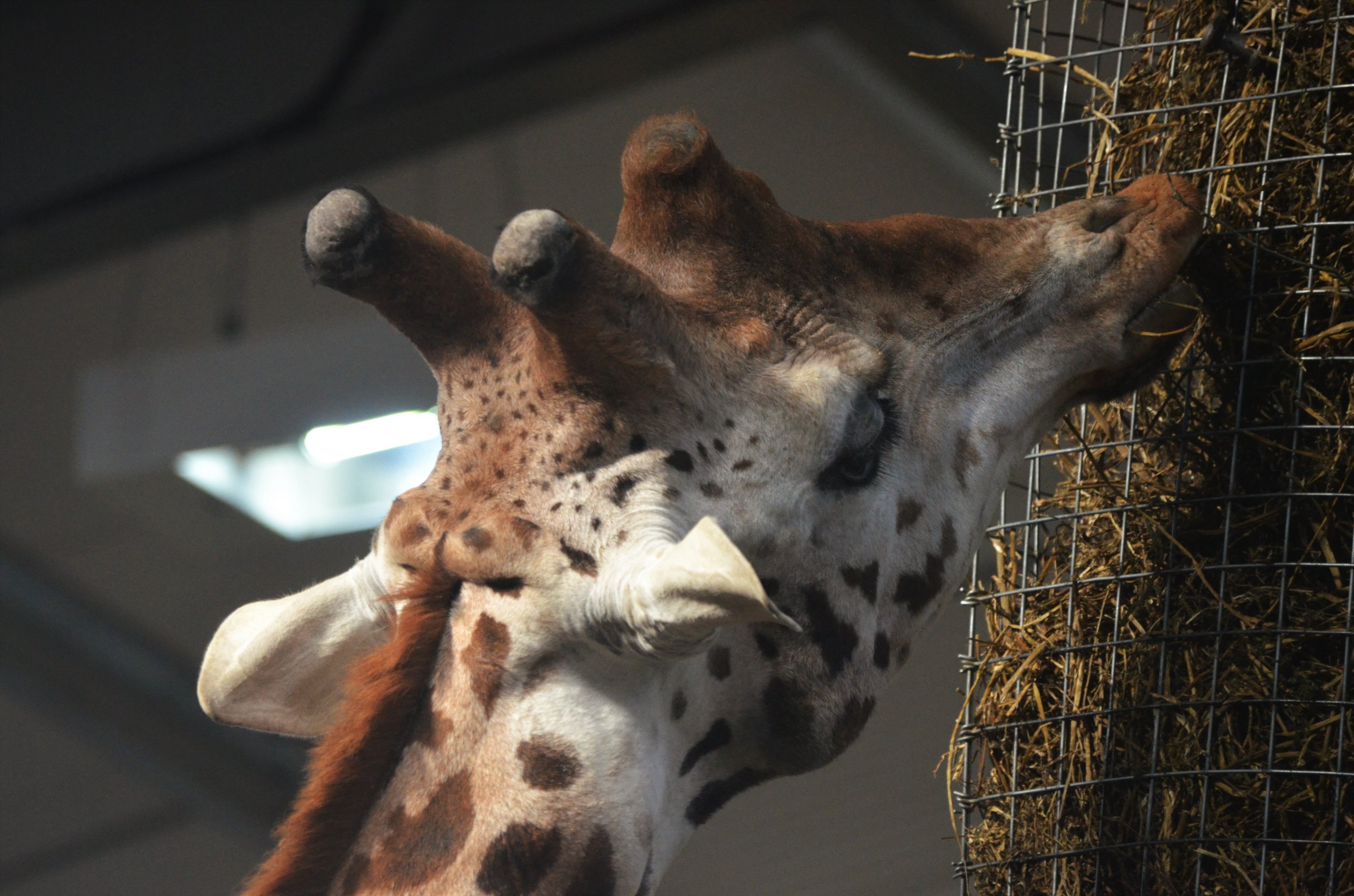 The Top of a Giraffe's Head at Twycross, 11/02/18