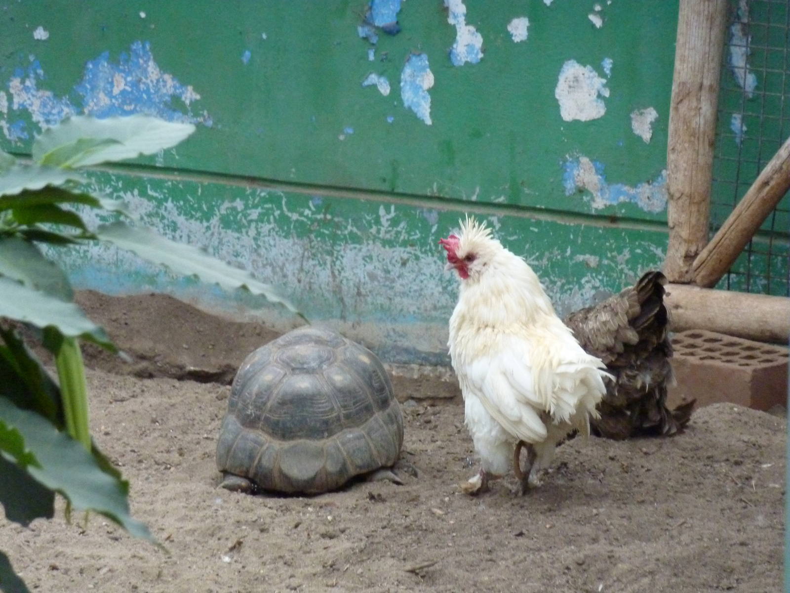 The tortoise and the hen