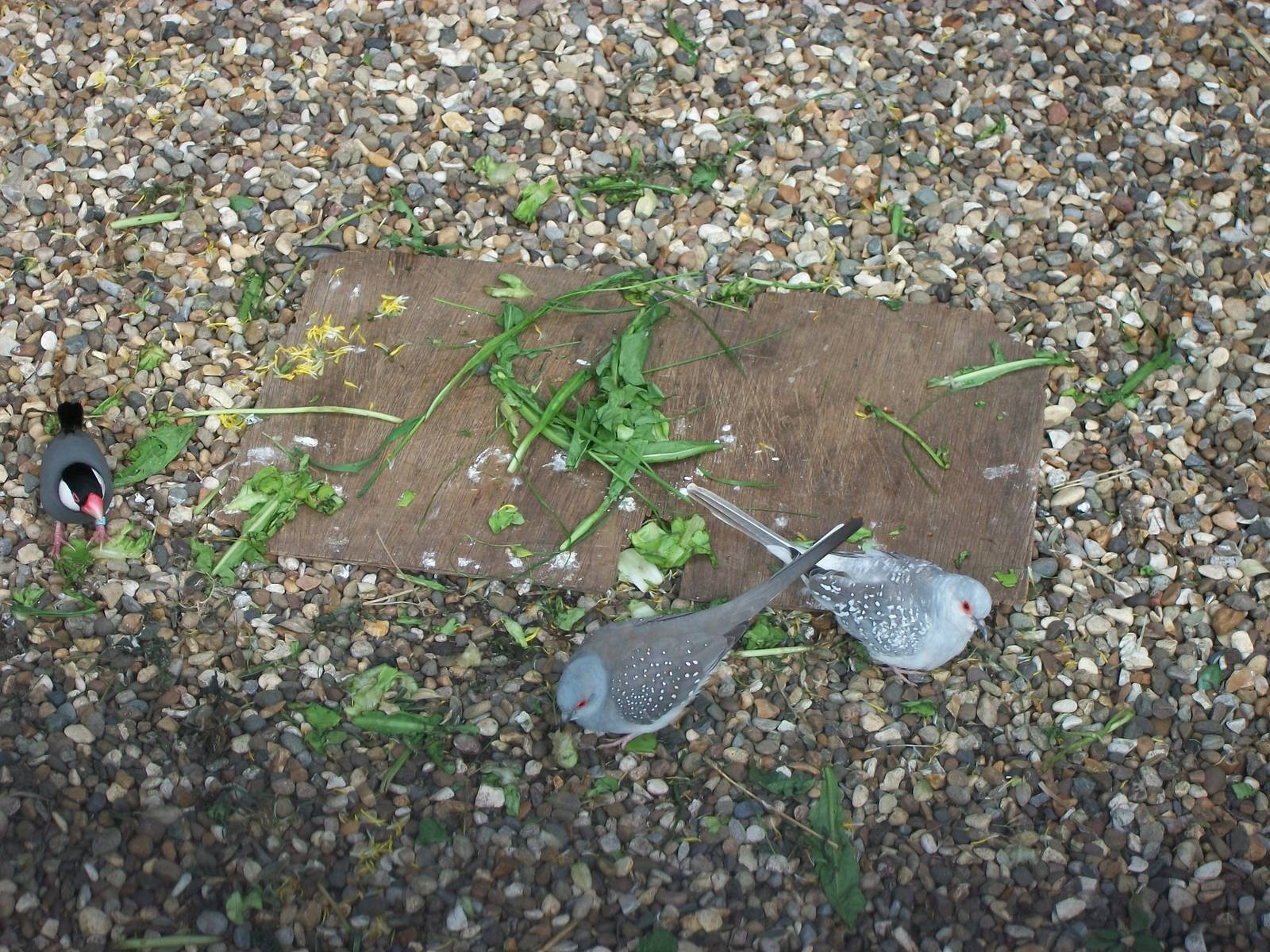 The tortoise has gone...., 5th May 2014