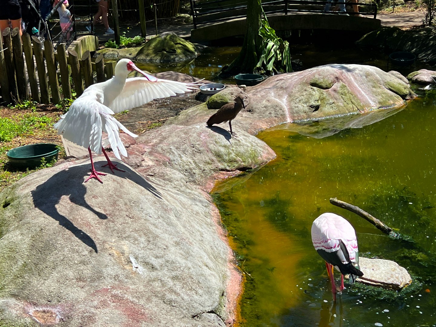 The Triumvirate (African Spoonbill, Yellow-Billed Stork & Hamerkop)