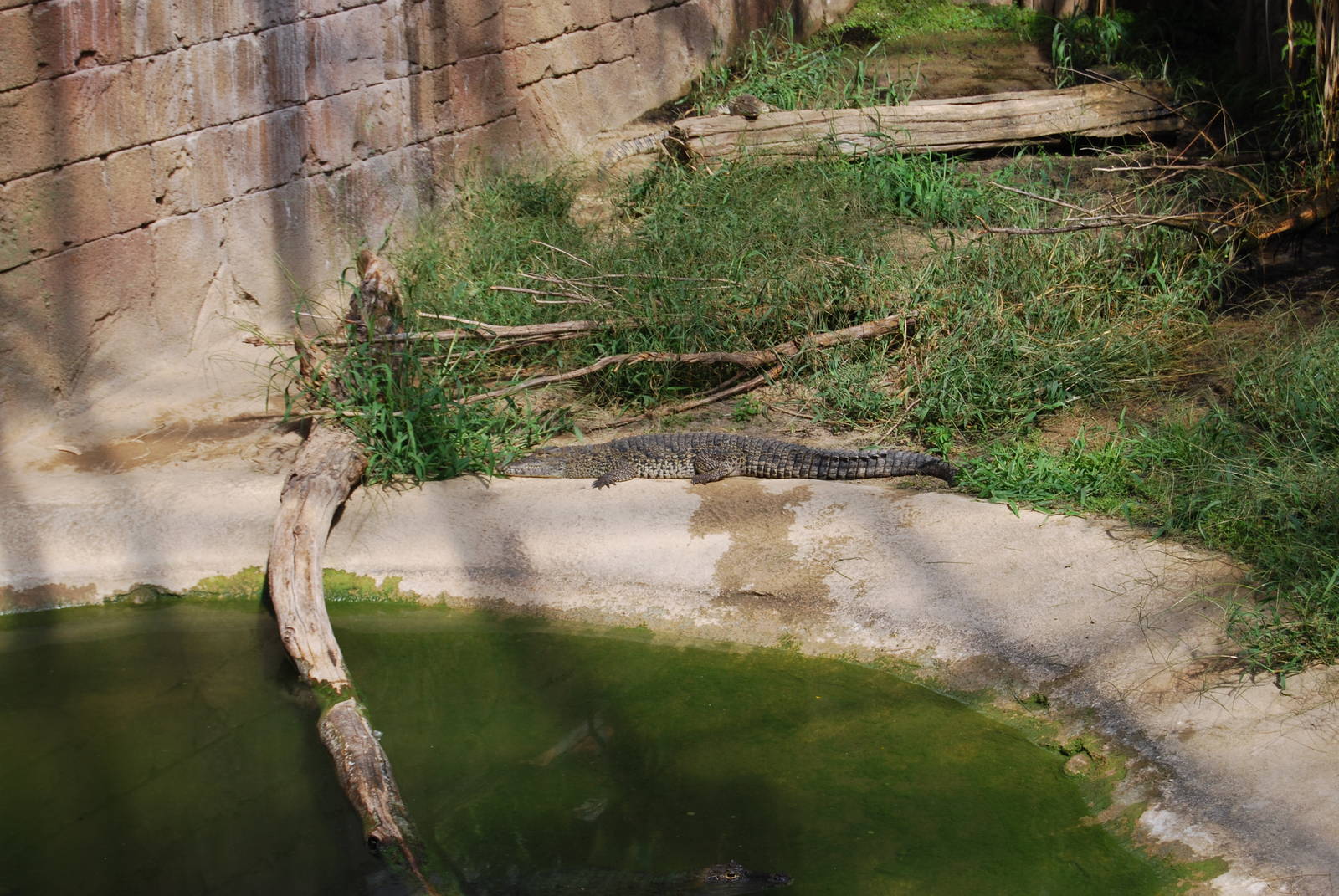 The Tropical Hause AmaZOOnas with Cuban Crocos