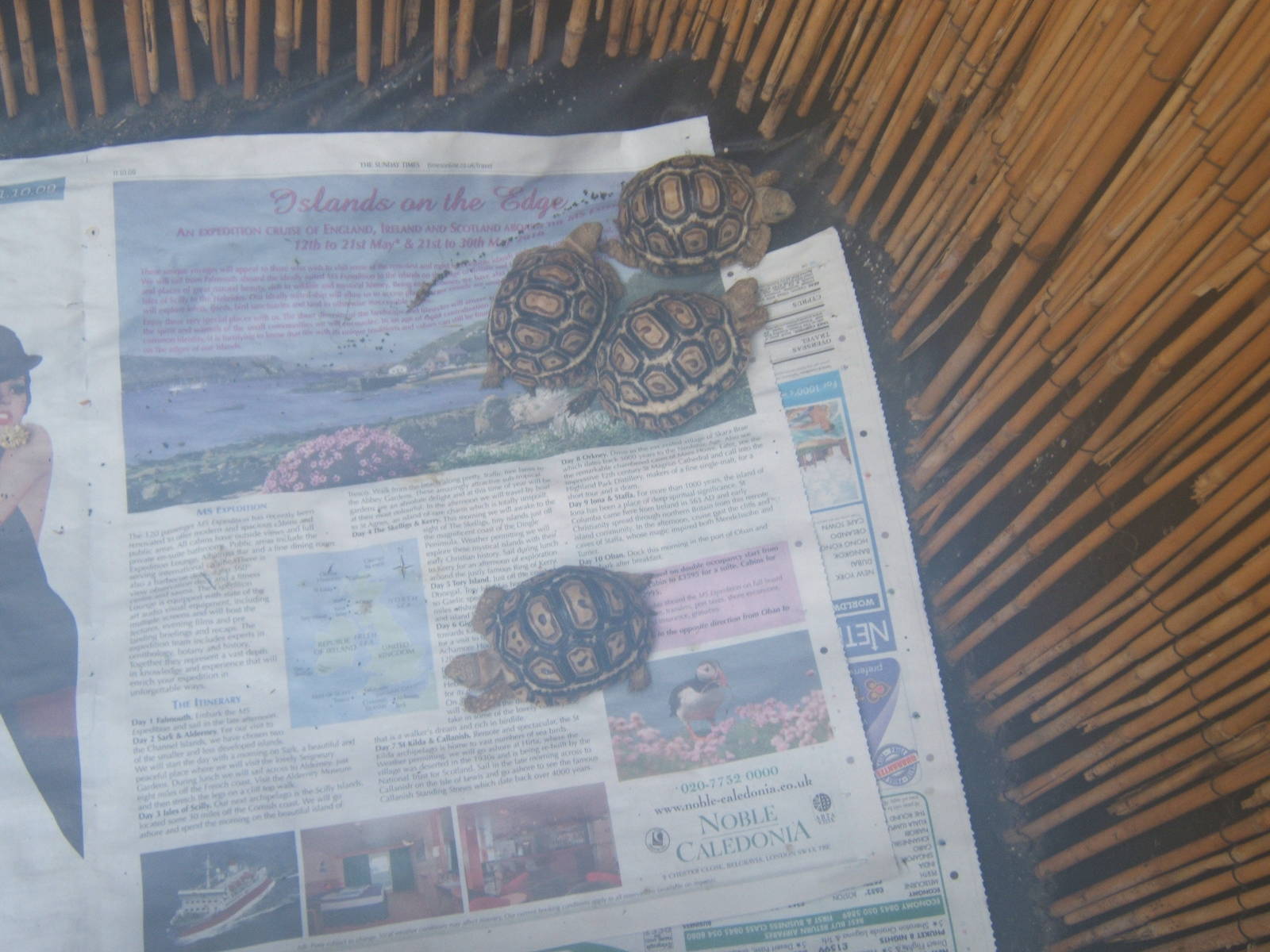 The Tropical Zoo,London