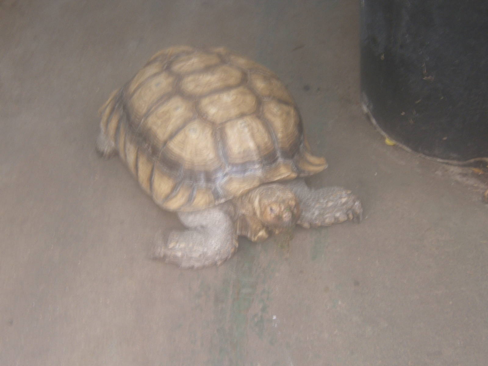 The Tropical Zoo,London