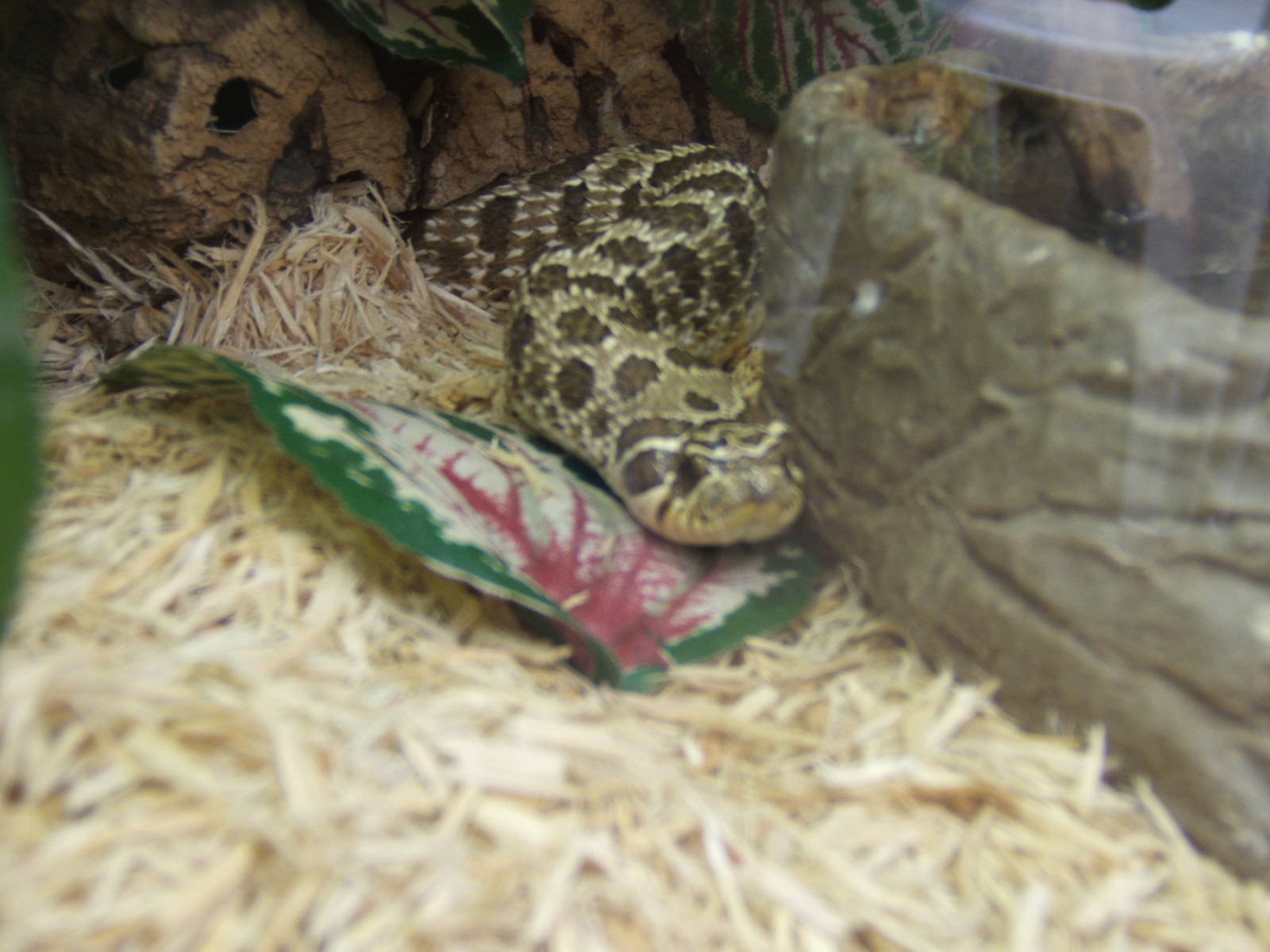 The Tropical Zoo,London