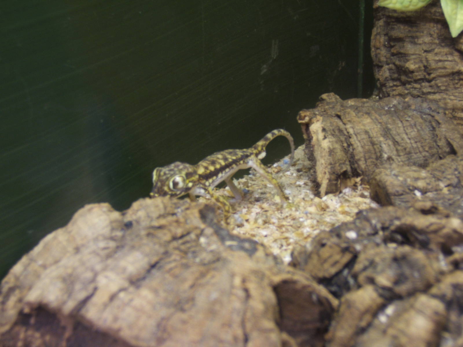 The Tropical Zoo,London